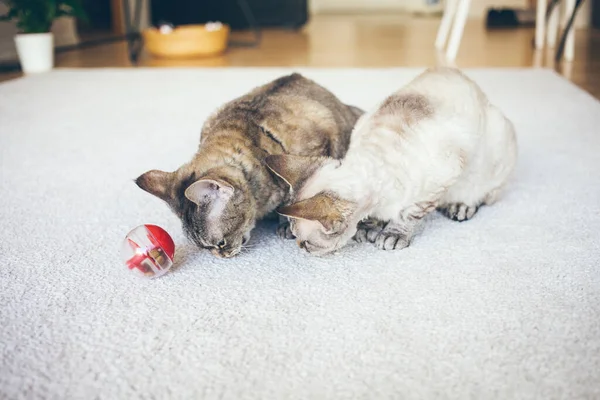 Devon Rex Gatos Brincando Com Bola Alimentador Gato Interativo Que — Fotografia de Stock