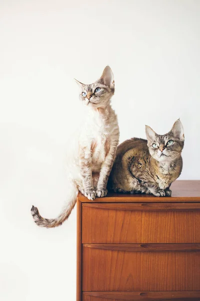 Retrato Dois Bonitos Gatos Curiosos Devon Rex Sentados Mobília Fundo — Fotografia de Stock