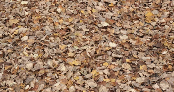 Осень желтые листья мягкий цвет фона — стоковое фото
