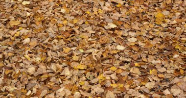 Canlı renkli sarı sonbahar yaprakları