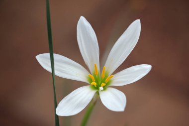 Koyu arka plan üzerinde taze beyaz eskrim