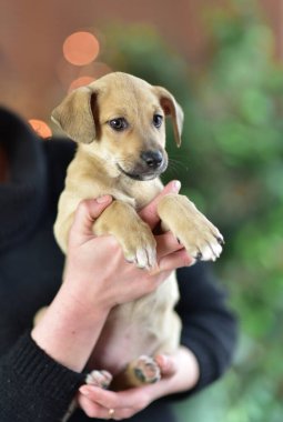 Elinde köpek yavrusu