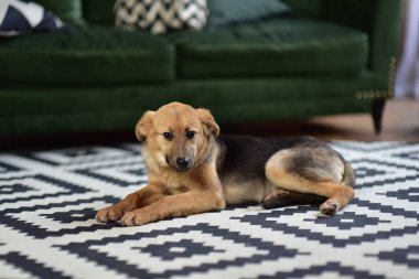 Köpek halıya uzandı.