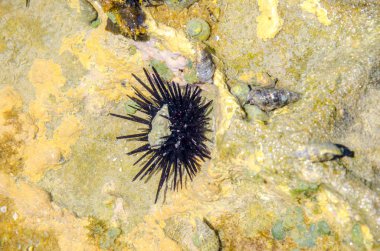 Deniz tür. Urchin okyanusun dibinde. Maceio, Alagoas devlet, Brezilya .