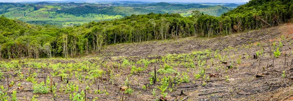 Okaliptüs üretim ormanda sildi ağacı. Minas Gerais, Brezilya.