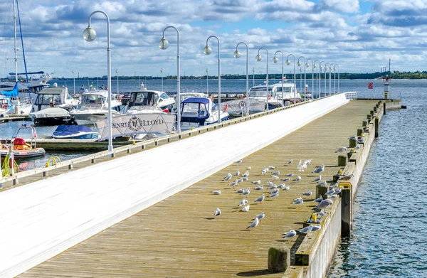 Sopot Polen September 2018 Tärnor Och Måsar Som Badar Höstsolen — Stockfoto