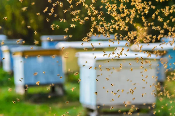 Enxame de abelhas em apiário — Fotografia de Stock