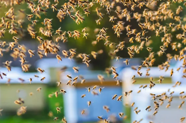 Enxame de abelhas em apiário — Fotografia de Stock