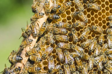 Arılar yaz aylarında arı kovanı petek üzerinde