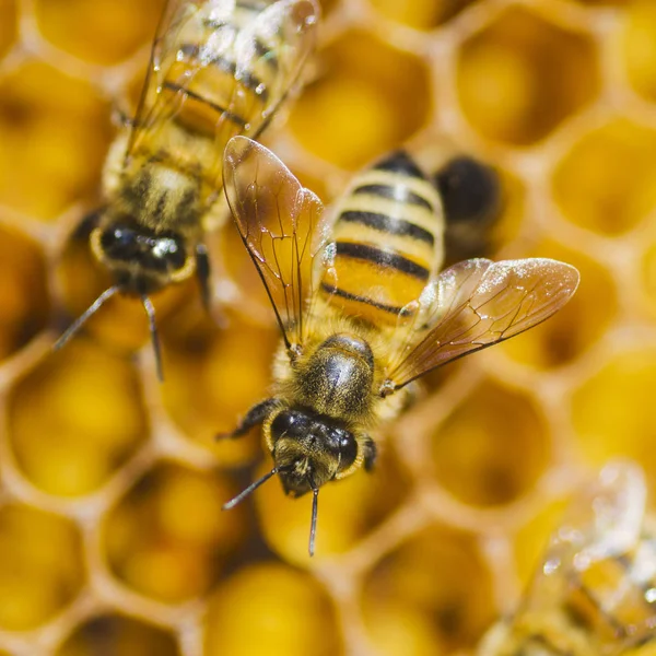 Abeilles en nid d'abeille dans le rucher en été — Photo