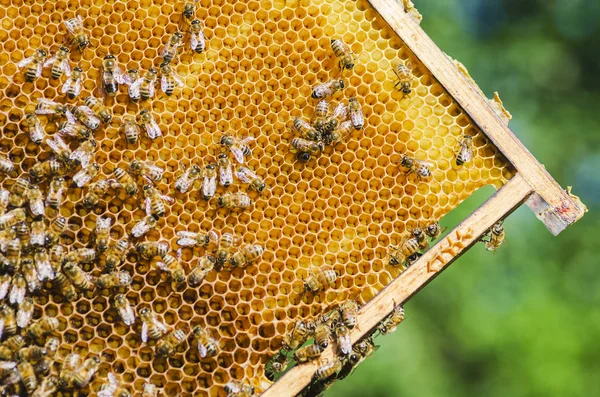 Bienen auf Bienenwaben im Bienenhaus im Sommer — Stockfoto