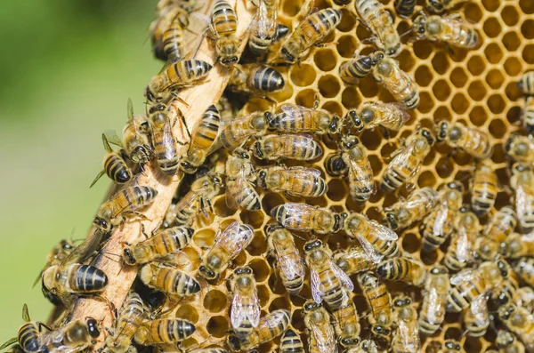 Bienen auf Bienenwaben im Bienenhaus im Sommer — Stockfoto