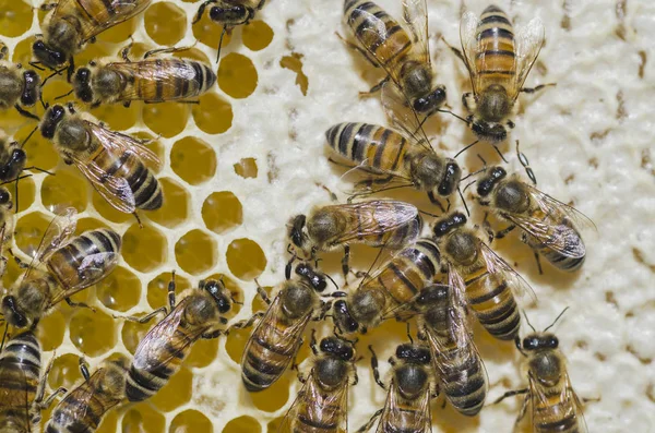 夏季には養蜂場でハニカム上の蜂 — ストック写真