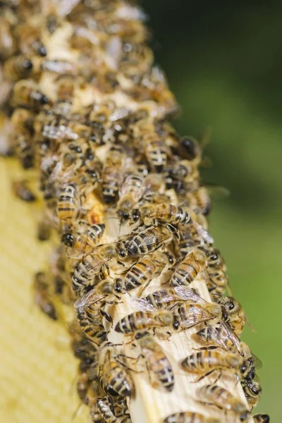 Abeilles en nid d'abeille dans le rucher en été — Photo