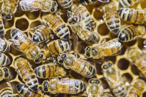 Bijen op de honingraat in de bijenteelt in de zomer — Stockfoto