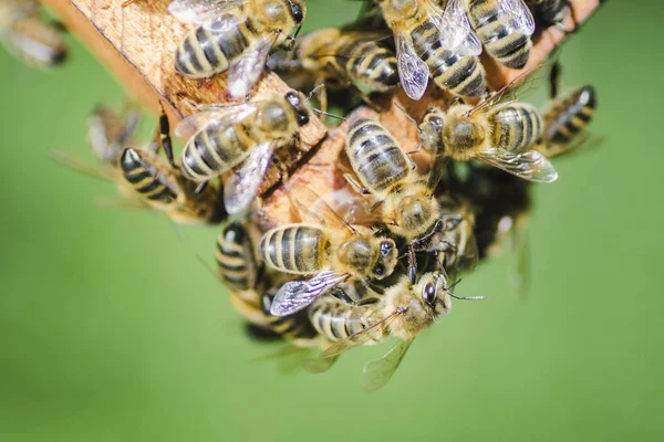 Bijen op de honingraat in de bijenteelt in de zomer — Stockfoto