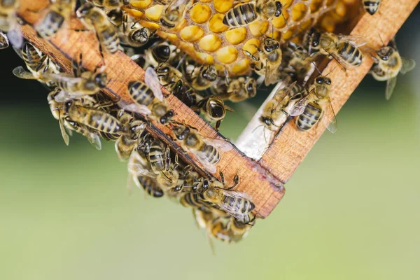 Abejas en panal en colmenar en el verano — Foto de Stock