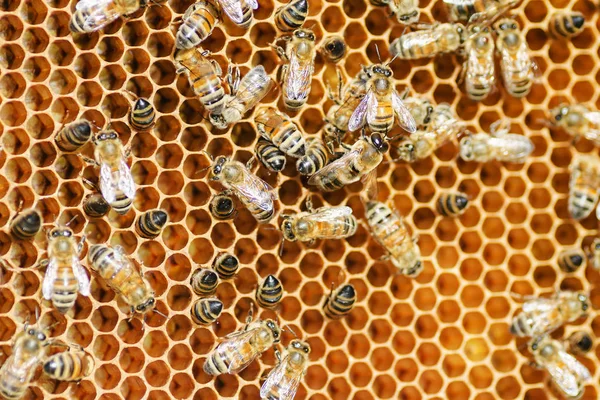 在养蜂场在夏季蜂窝蜜蜂 — 图库照片