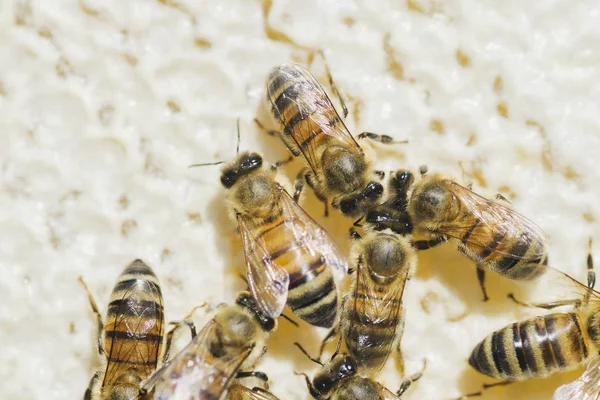 ผึ้งบนรังผึ้งในสวนผึ้งในฤดูร้อน — ภาพถ่ายสต็อก