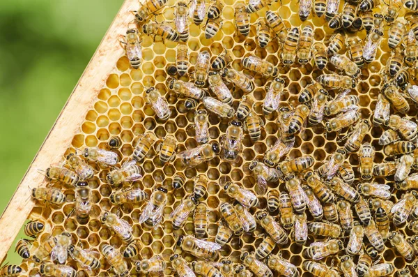 Bijen op de honingraat in de bijenteelt in de zomer — Stockfoto