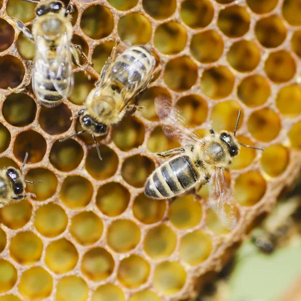 Bijen op de honingraat in de bijenteelt in de zomer — Stockfoto