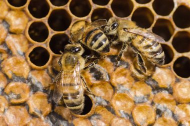 Arılar yaz aylarında arı kovanı petek üzerinde