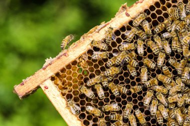 Arılar yaz aylarında arı kovanı petek üzerinde