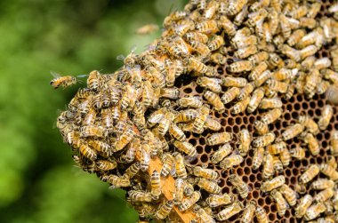 Arılar yaz aylarında arı kovanı petek üzerinde