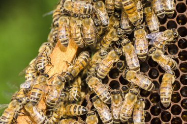 Arılar yaz aylarında arı kovanı petek üzerinde