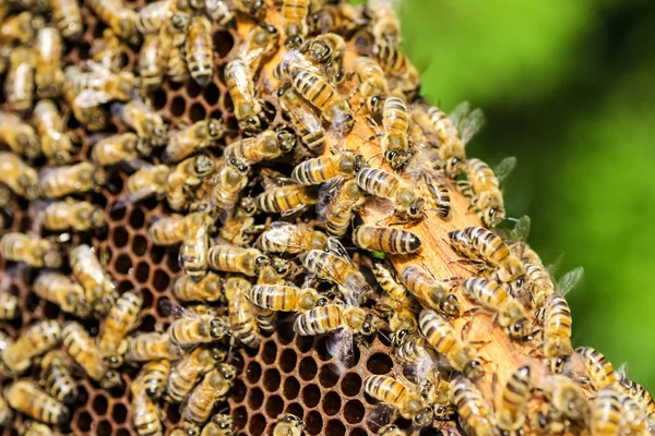 Arılar yaz aylarında arı kovanı petek üzerinde