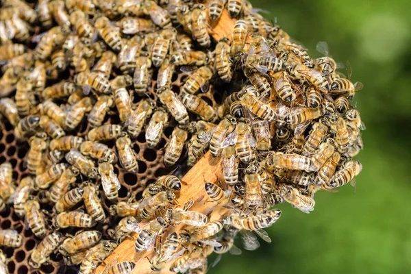Bijen op de honingraat in de bijenteelt in de zomer — Stockfoto