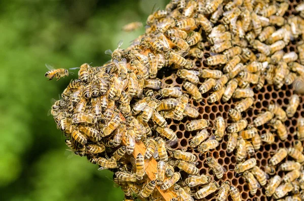 Abelhas em favo de mel em apiário no verão — Fotografia de Stock