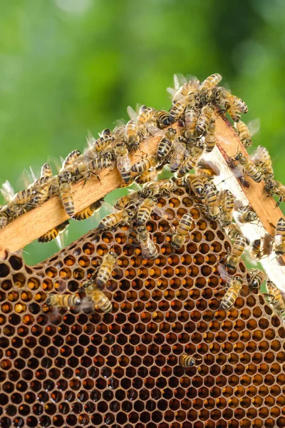 Abelhas em favo de mel em apiário no verão — Fotografia de Stock