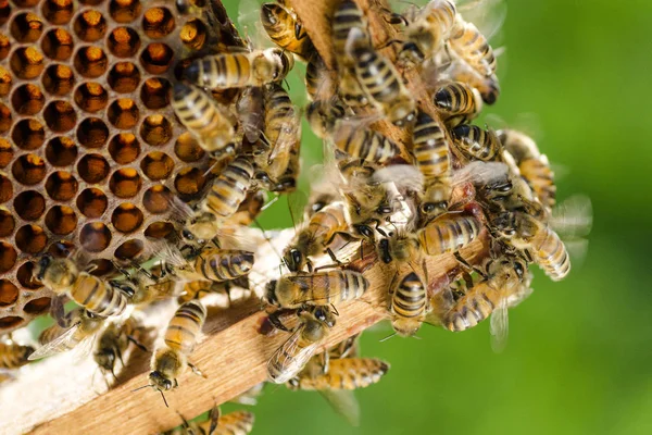 Bees on honeycomb in apiary in the summertime — Stock Photo, Image