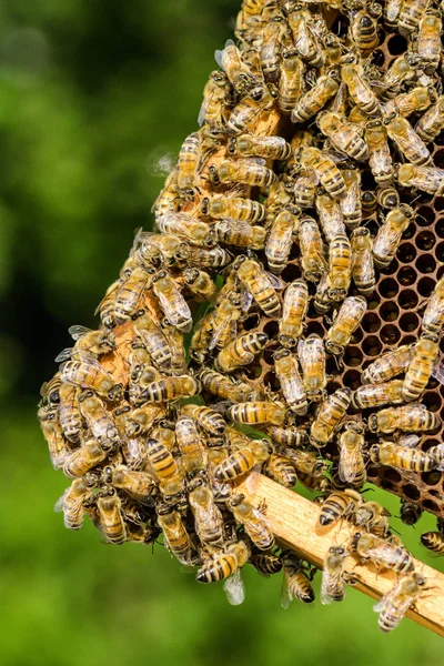 Arılar yaz aylarında arı kovanı petek üzerinde