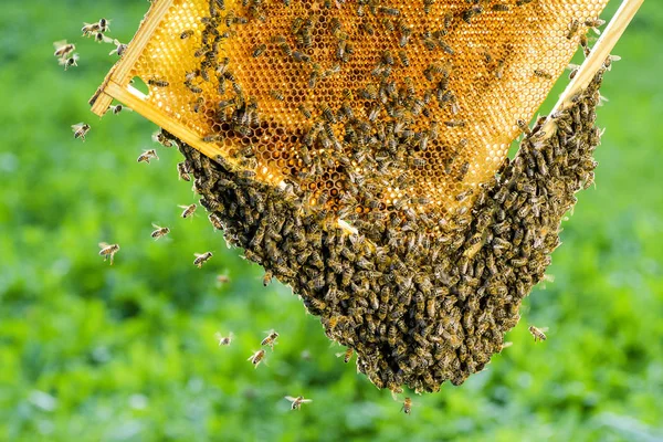 Bin på honeycomb i bigården sommartid — Stockfoto
