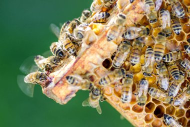 Arılar yaz aylarında arı kovanı petek üzerinde