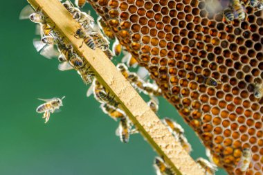 Arılar yaz aylarında arı kovanı petek üzerinde