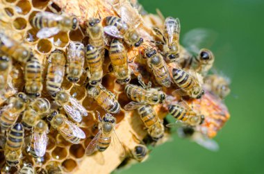 Arılar yaz aylarında arı kovanı petek üzerinde