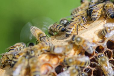 Arılar yaz aylarında arı kovanı petek üzerinde