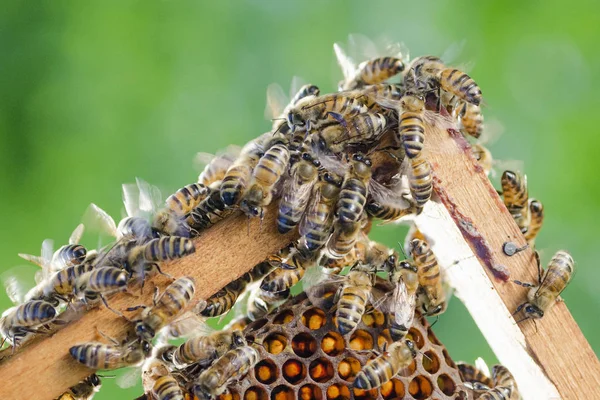 夏季には養蜂場でハニカム上の蜂 — ストック写真