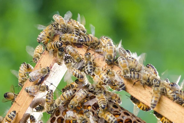 Abejas en panal en colmenar en el verano — Foto de Stock