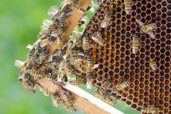 Abejas en panal en colmenar en el verano — Foto de Stock