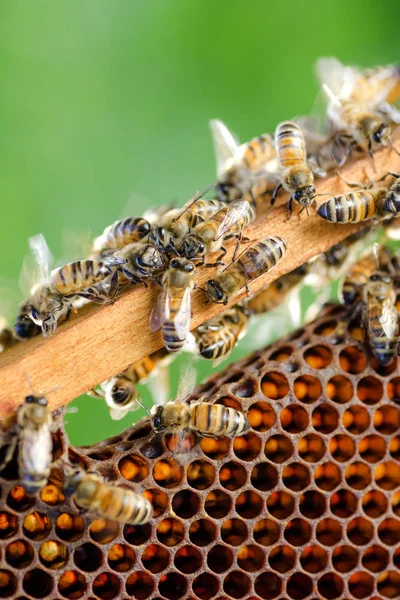 Arılar yaz aylarında arı kovanı petek üzerinde — Stok fotoğraf