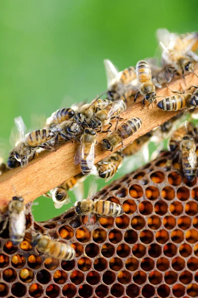 Bijen op de honingraat in de bijenteelt in de zomer — Stockfoto