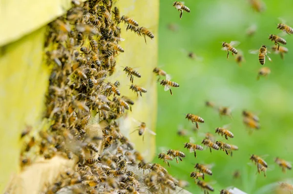 Les abeilles entrent dans une ruche — Photo