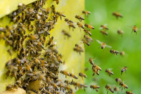 Les abeilles entrent dans une ruche — Photo