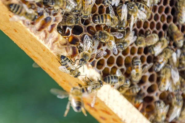 Včely na plástve v včelařství v létě — Stock fotografie