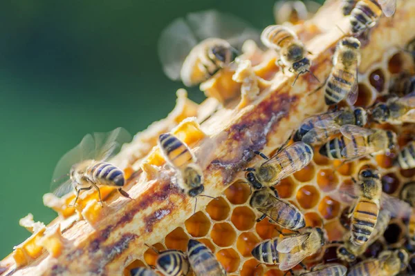 Bees on honeycomb in apiary in the summertime — Stock Photo, Image