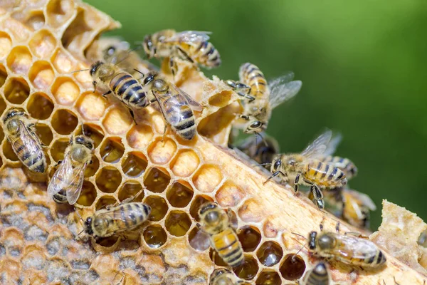 Bijen op de honingraat in de bijenteelt in de zomer — Stockfoto